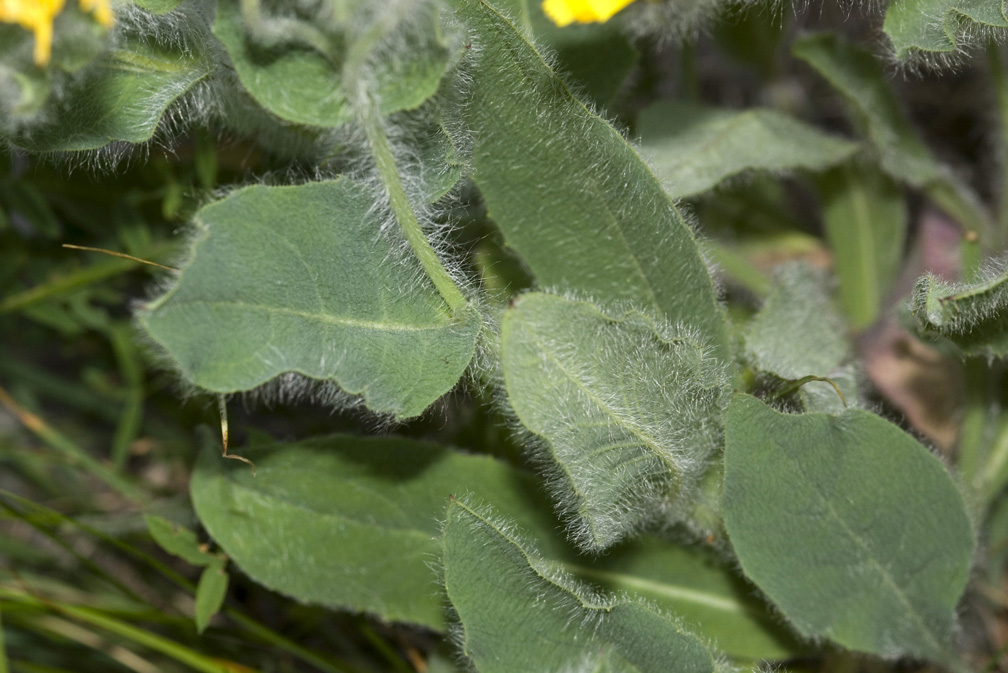 Hieracium villosum / Sparviere villoso